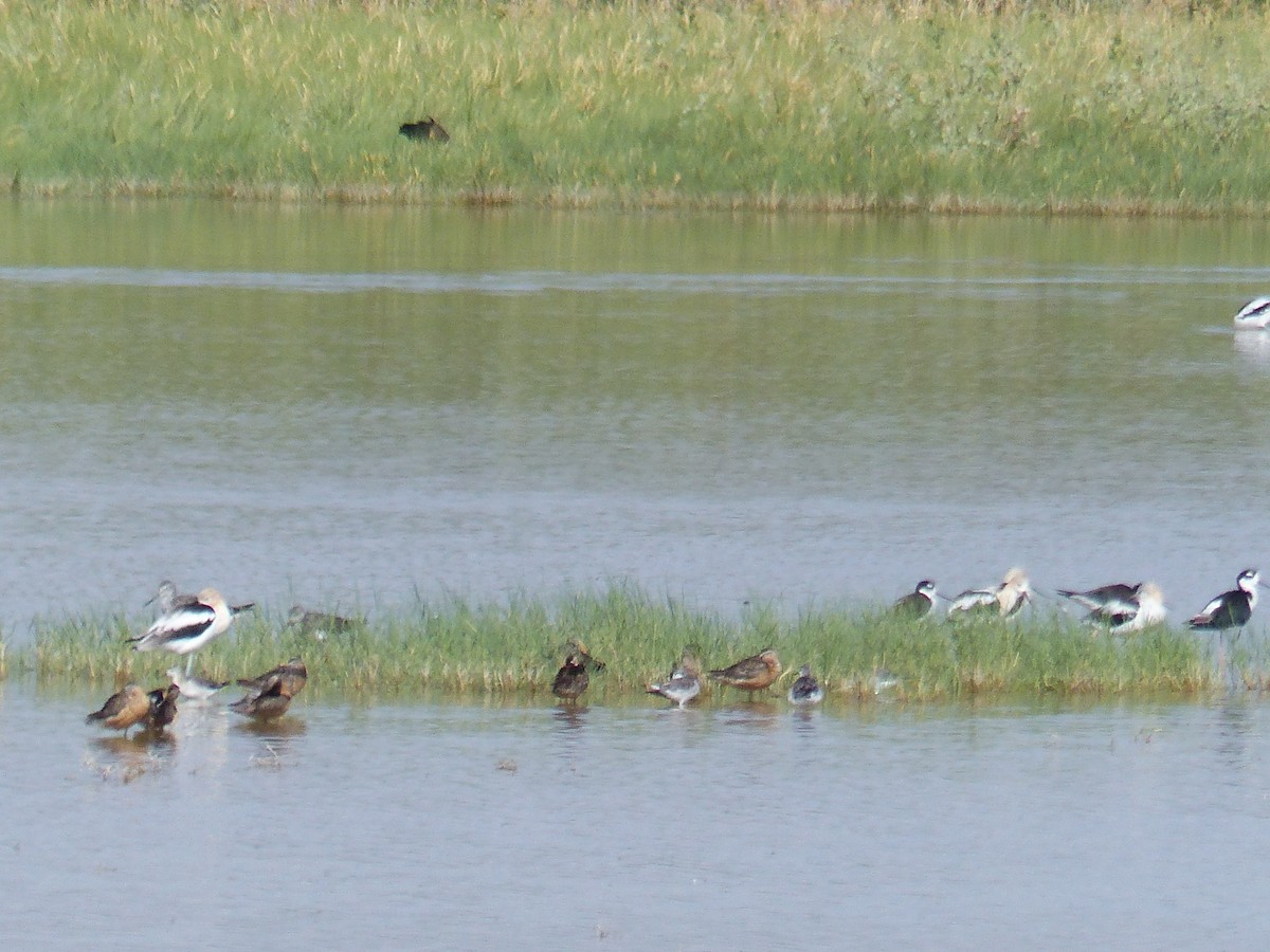 Wilsonwassertreter - ML644456658