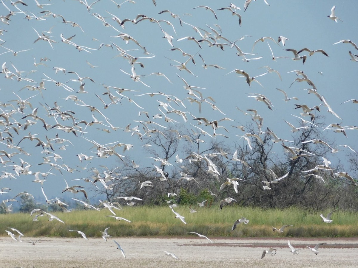Black-headed Gull - ML644456670