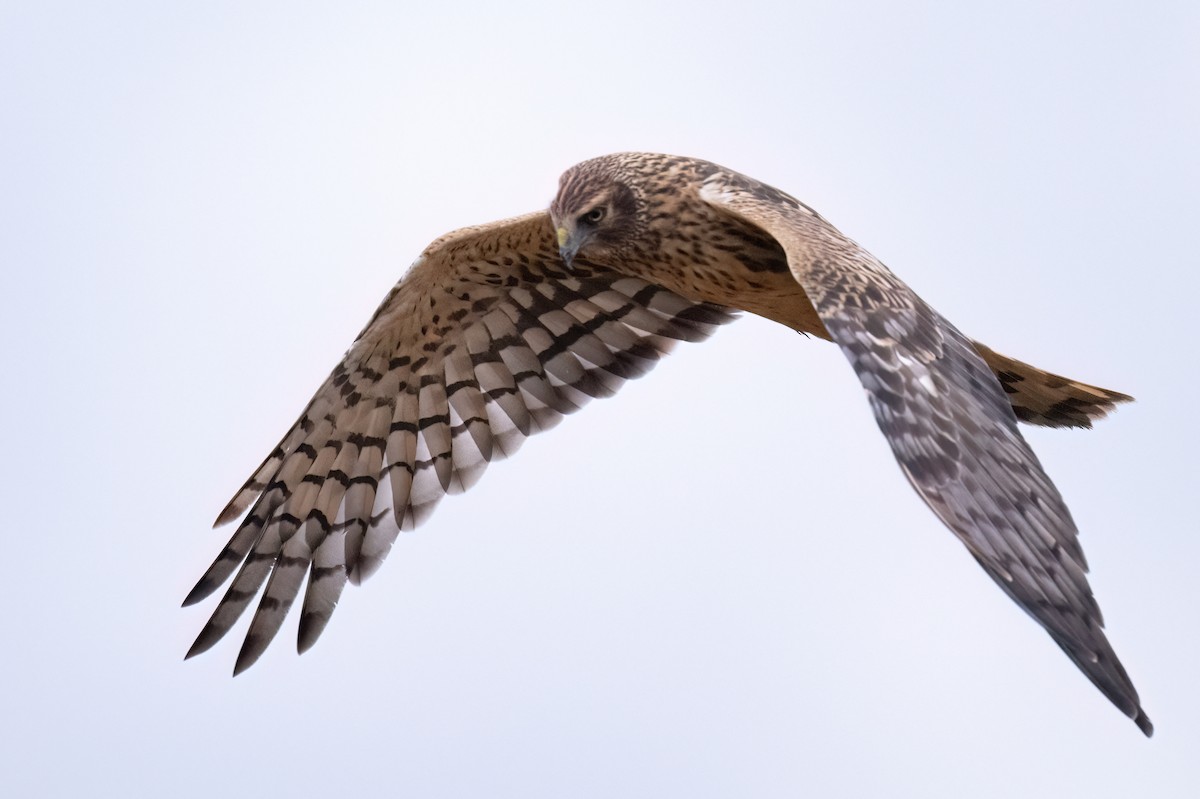 Northern Harrier - ML644456677