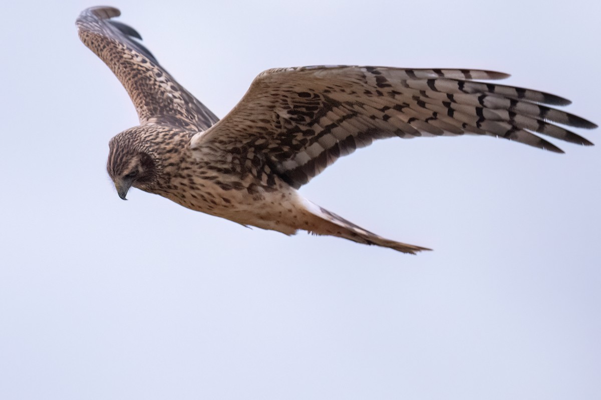 Northern Harrier - ML644456678