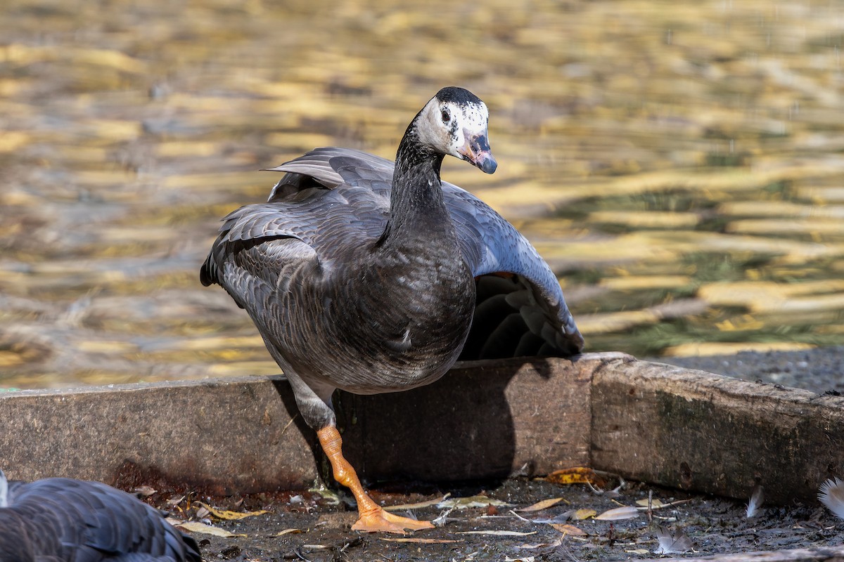 カオジロガン - ML644456684