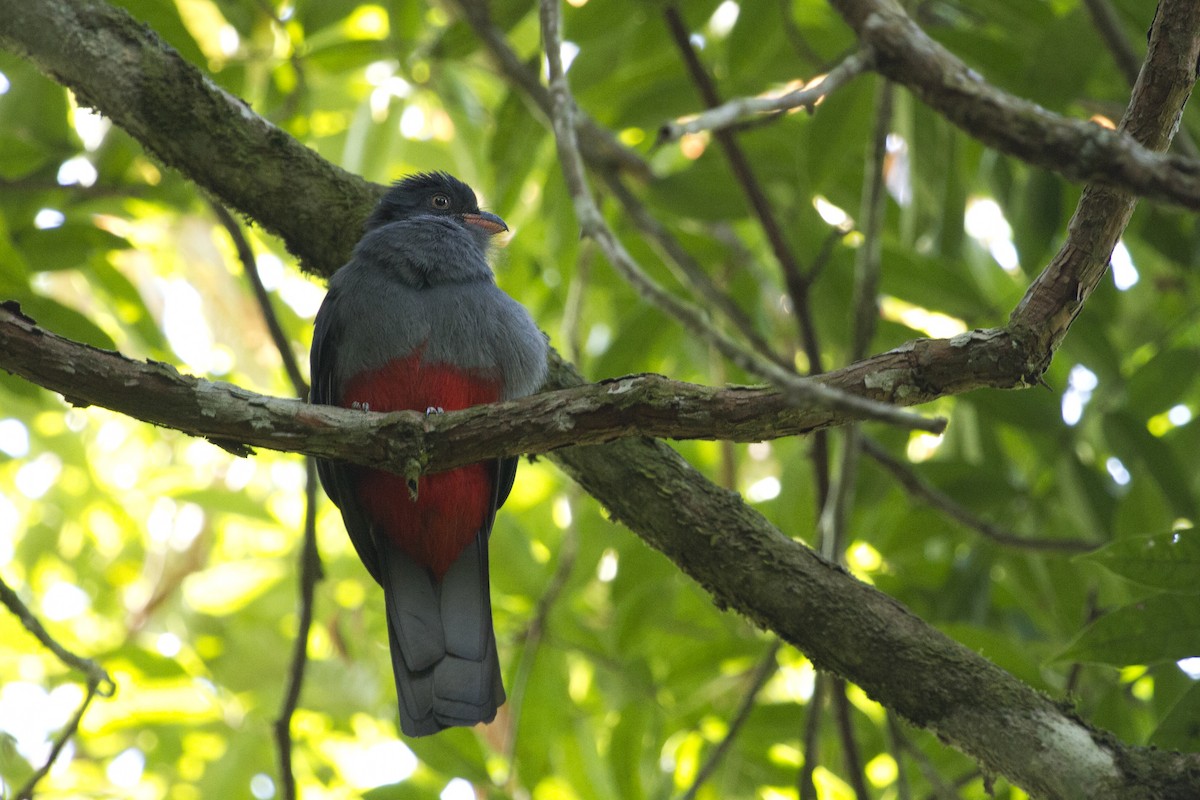 Slaty-tailed Trogon - ML644456687