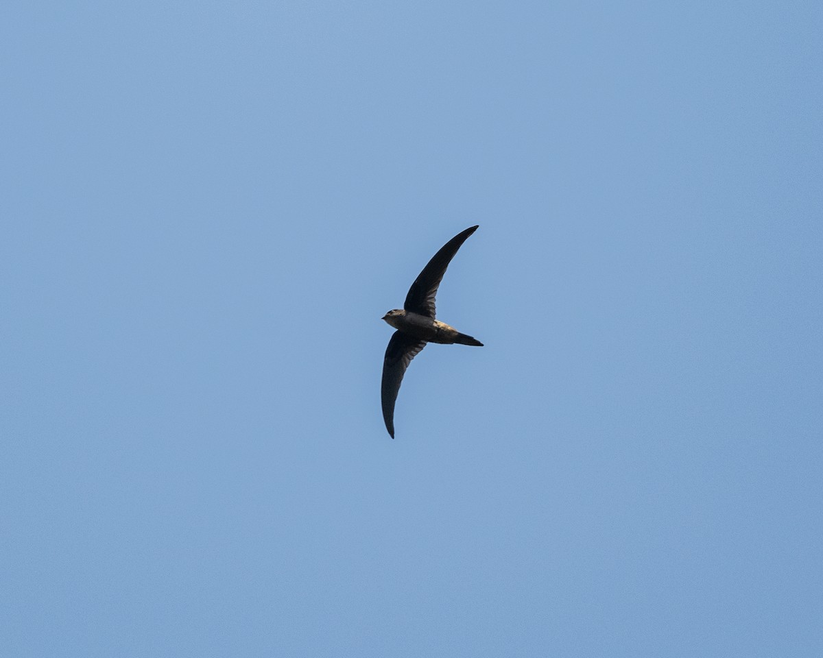 סיס-דקלים אסייתי - ML644456691