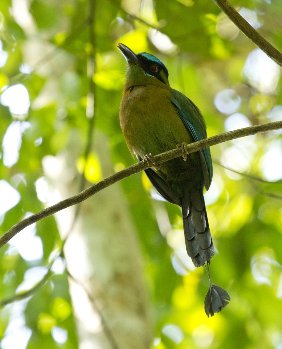 Lesson's Motmot - ML644456692