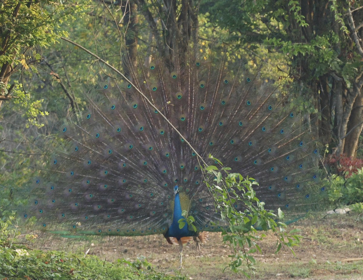 Indian Peafowl - ML644456698