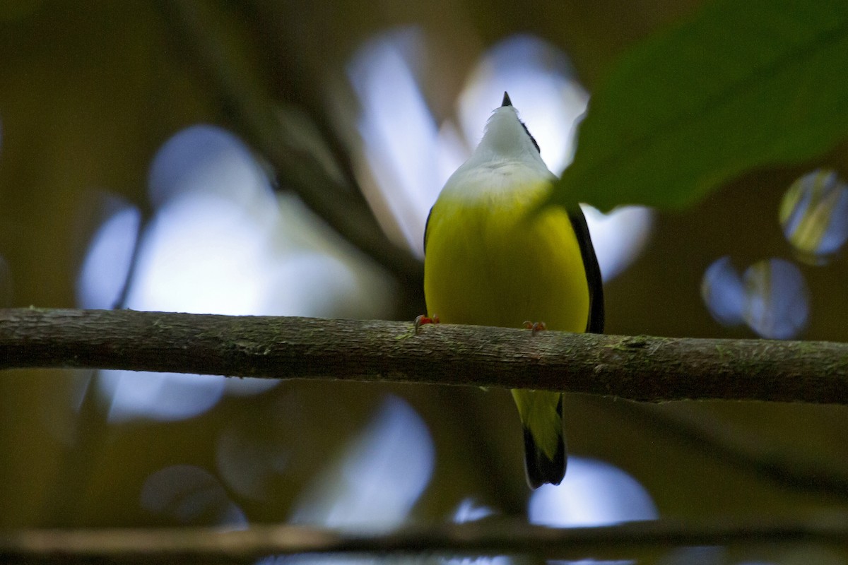 White-collared Manakin - ML644456699