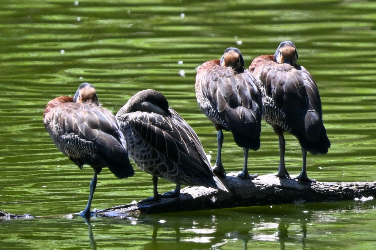 husička vdovka - ML644456700