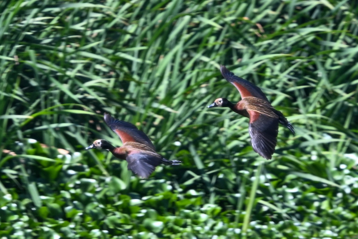 husička vdovka - ML644456701