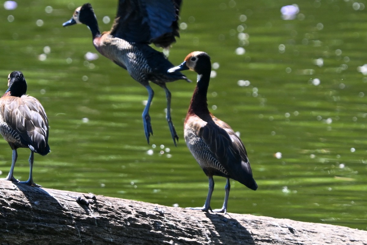 husička vdovka - ML644456702