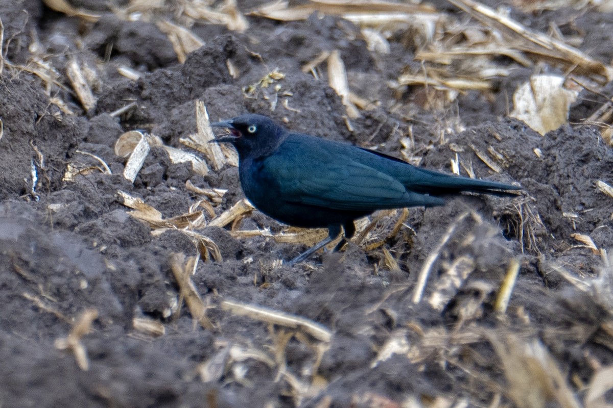 Brewer's Blackbird - ML644456703