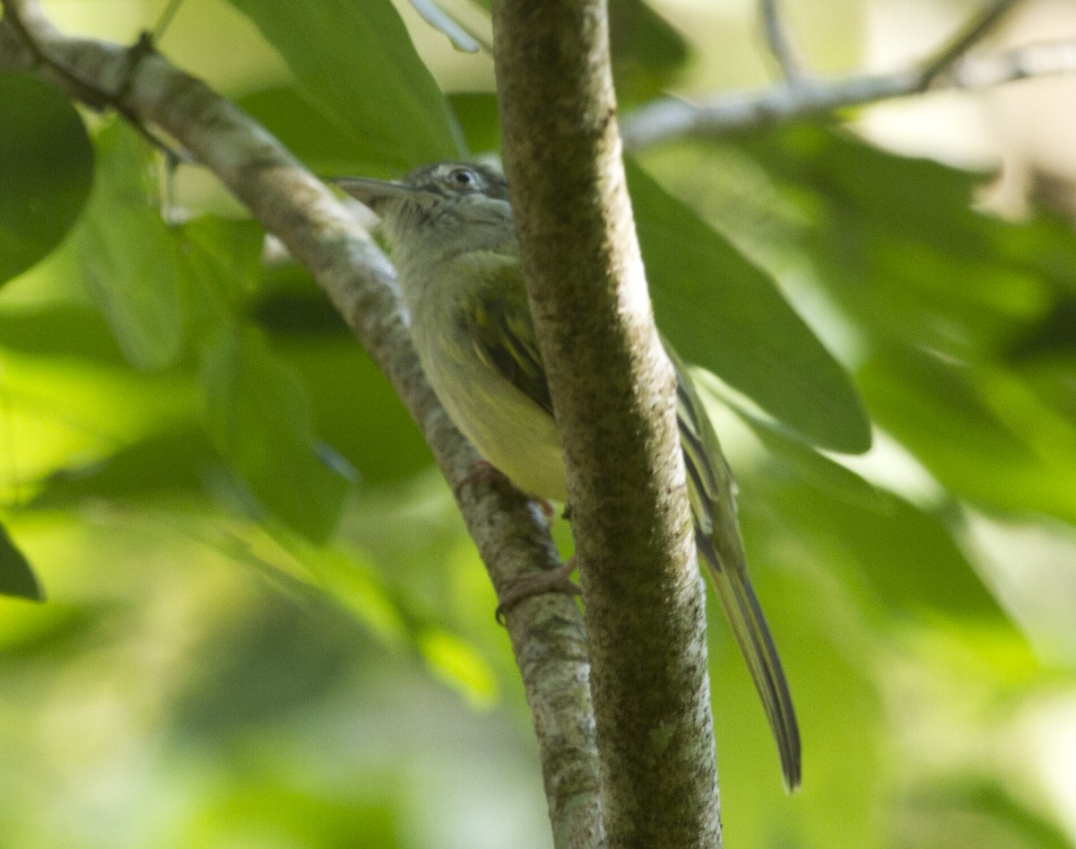 Northern Bentbill - ML644456707