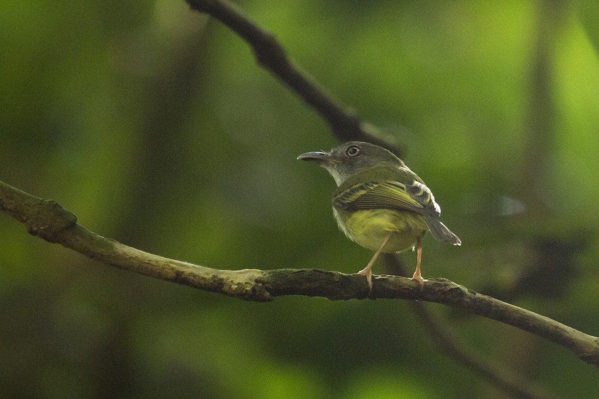 Northern Bentbill - ML644456708