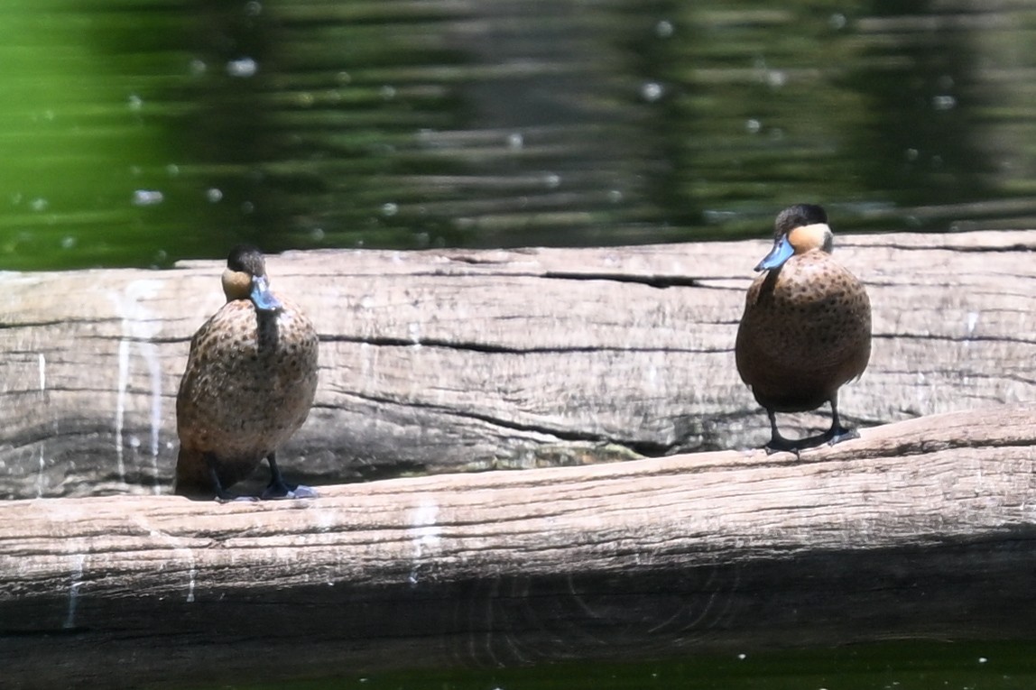 Blue-billed Teal - ML644456714