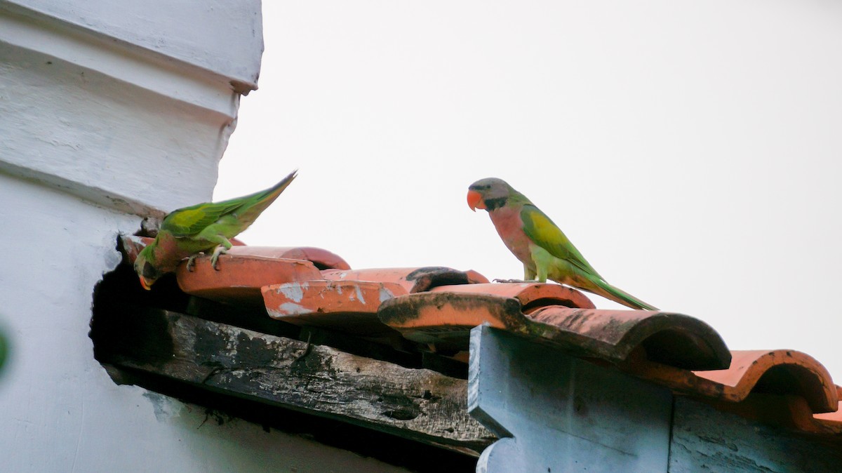 Red-breasted Parakeet - ML644456715