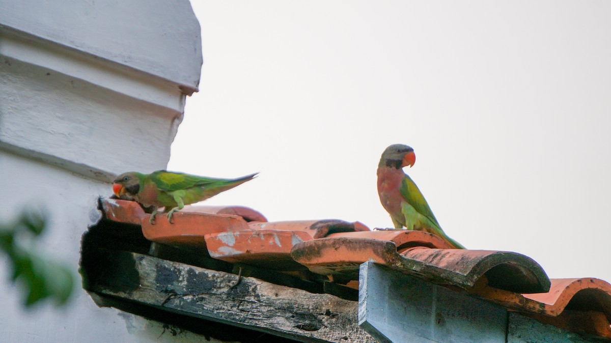Red-breasted Parakeet - ML644456717