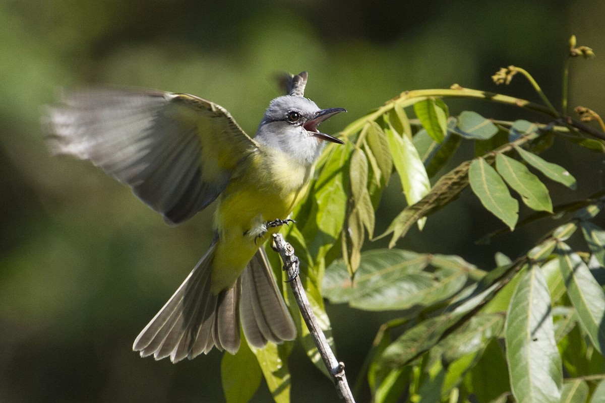 Tropical/Couch's Kingbird - ML644456718
