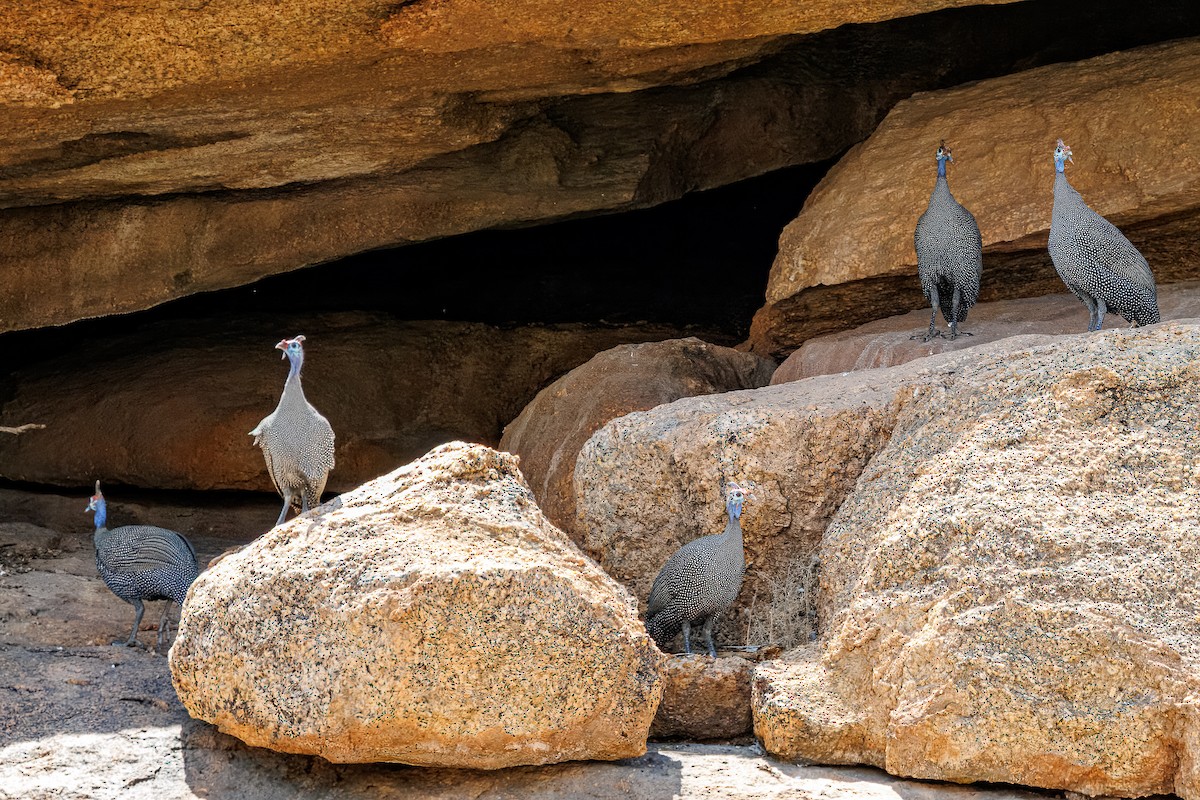 Helmeted Guineafowl - ML644456719