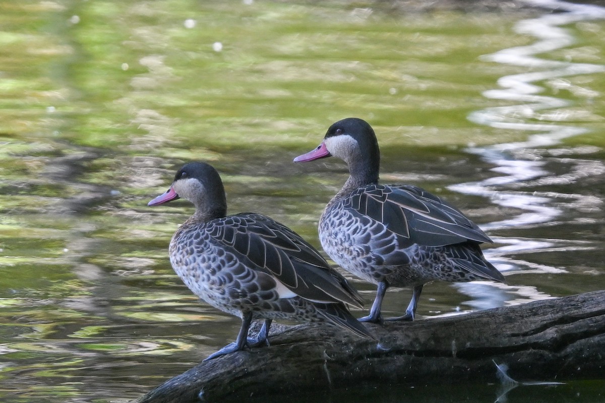 Red-billed Duck - ML644456722
