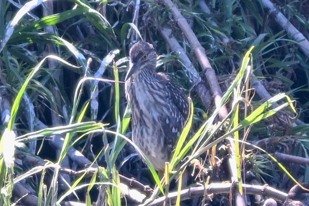 kvakoš noční - ML644456728