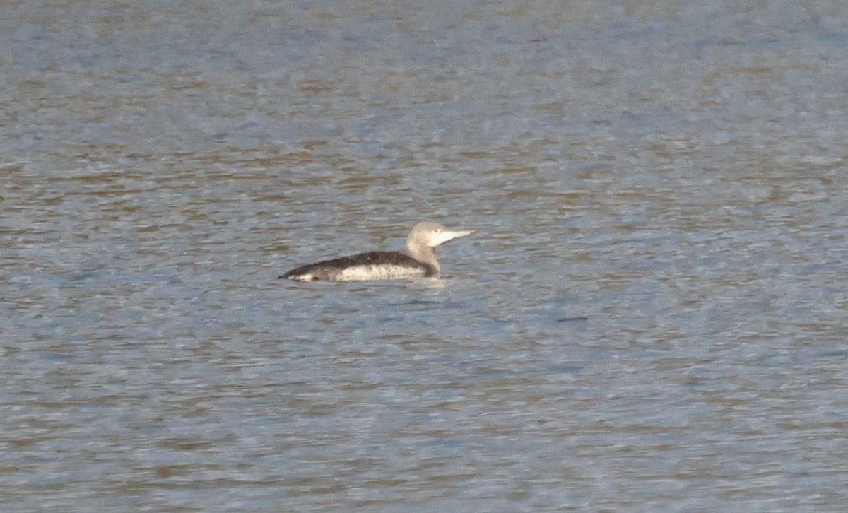 צוללן אדום-גרון - ML644456730