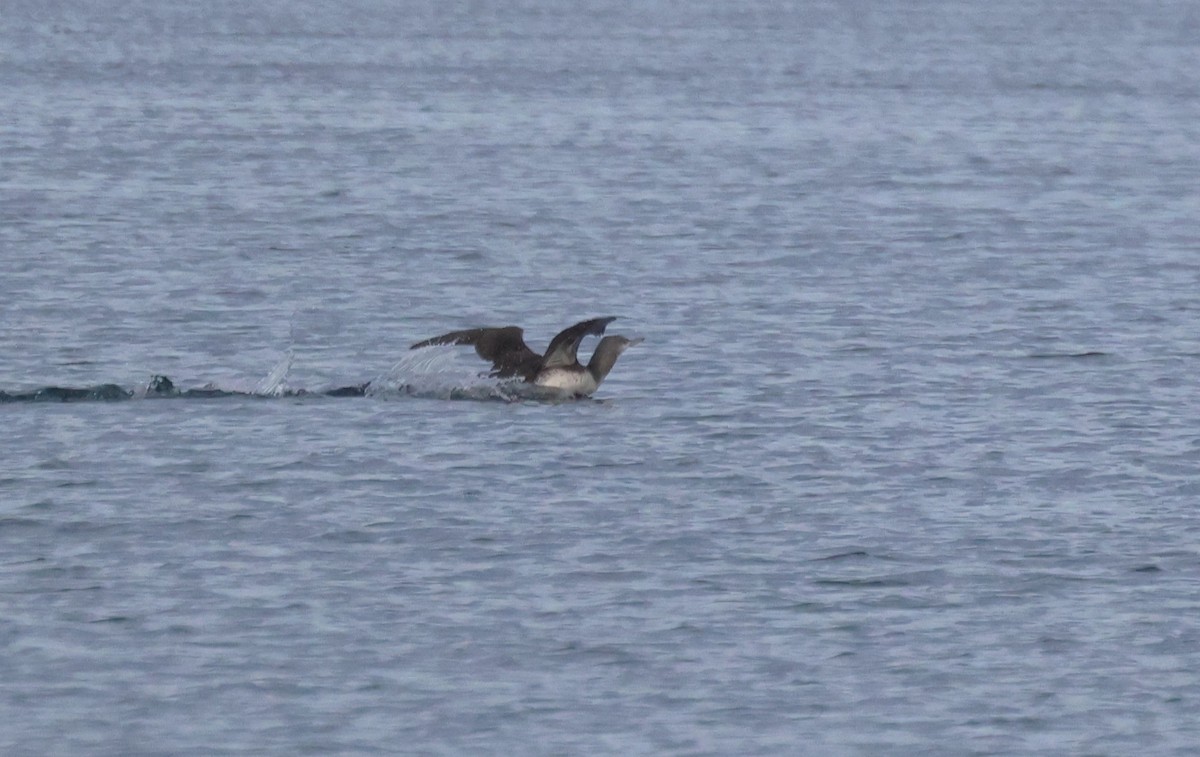 צוללן אדום-גרון - ML644456731