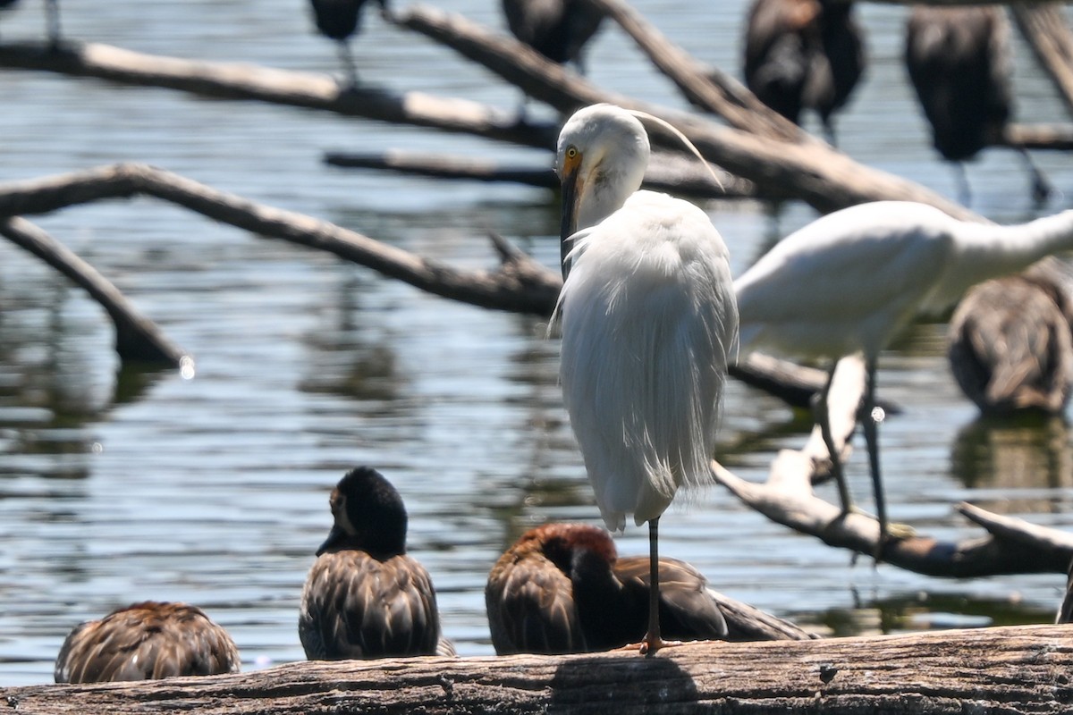 volavka stříbřitá (ssp. dimorpha) - ML644456732