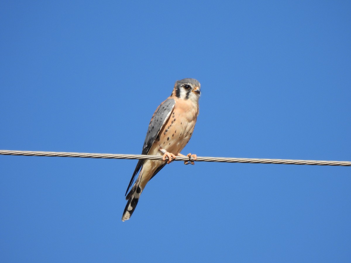 American Kestrel - ML644456733