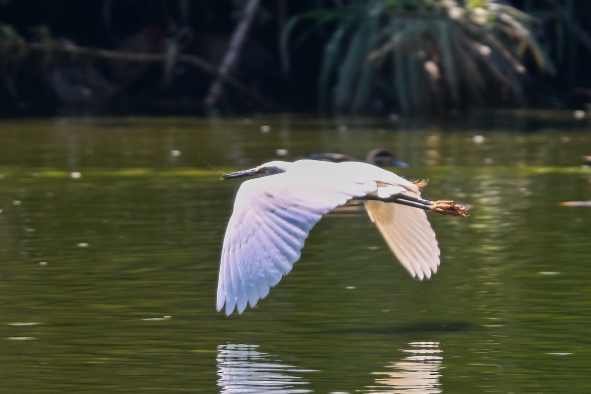 volavka stříbřitá (ssp. dimorpha) - ML644456735