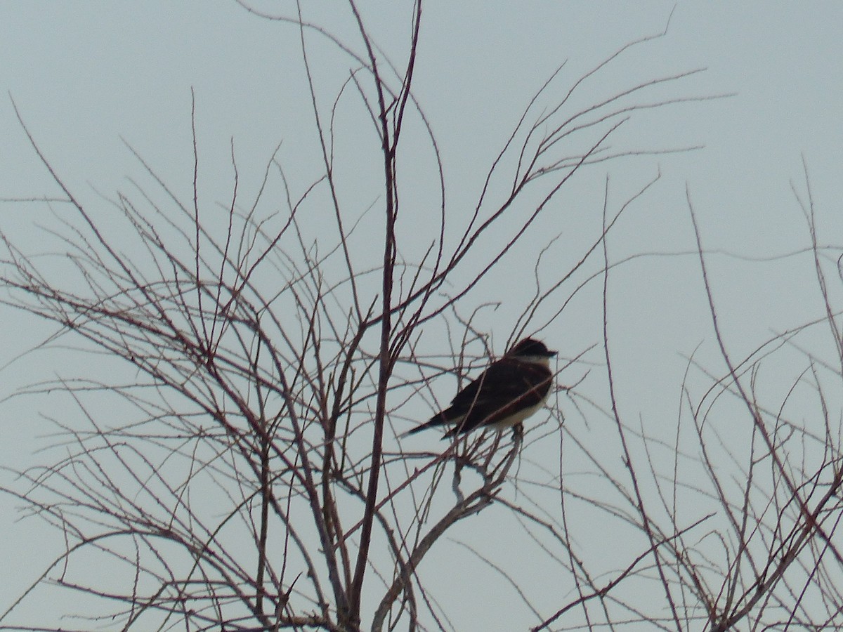 Eastern Kingbird - ML644456737