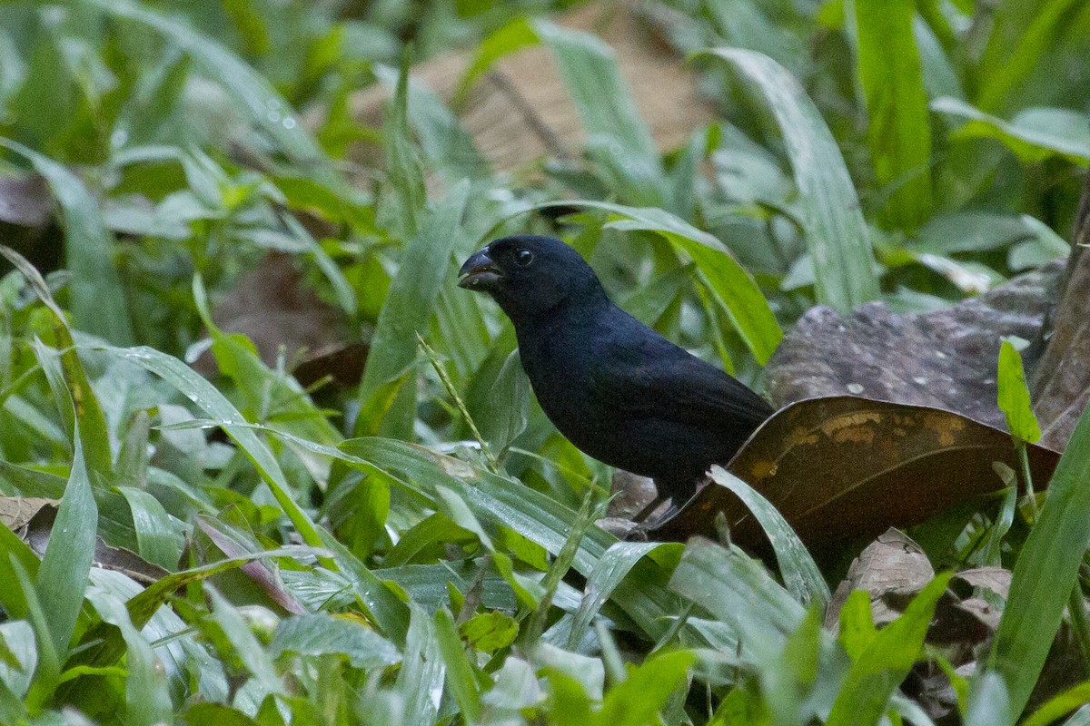 Thick-billed Seed-Finch - ML644456738