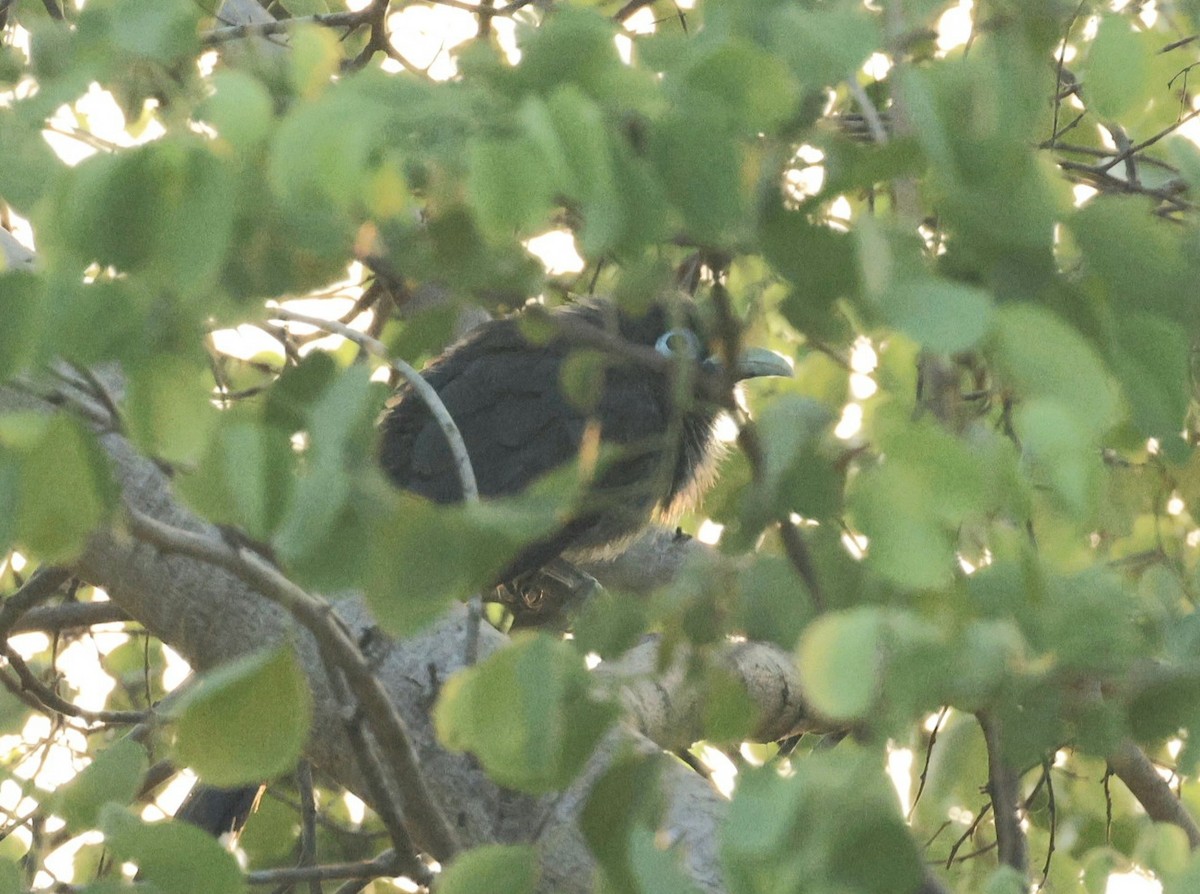 Blue-faced Malkoha - ML644456739