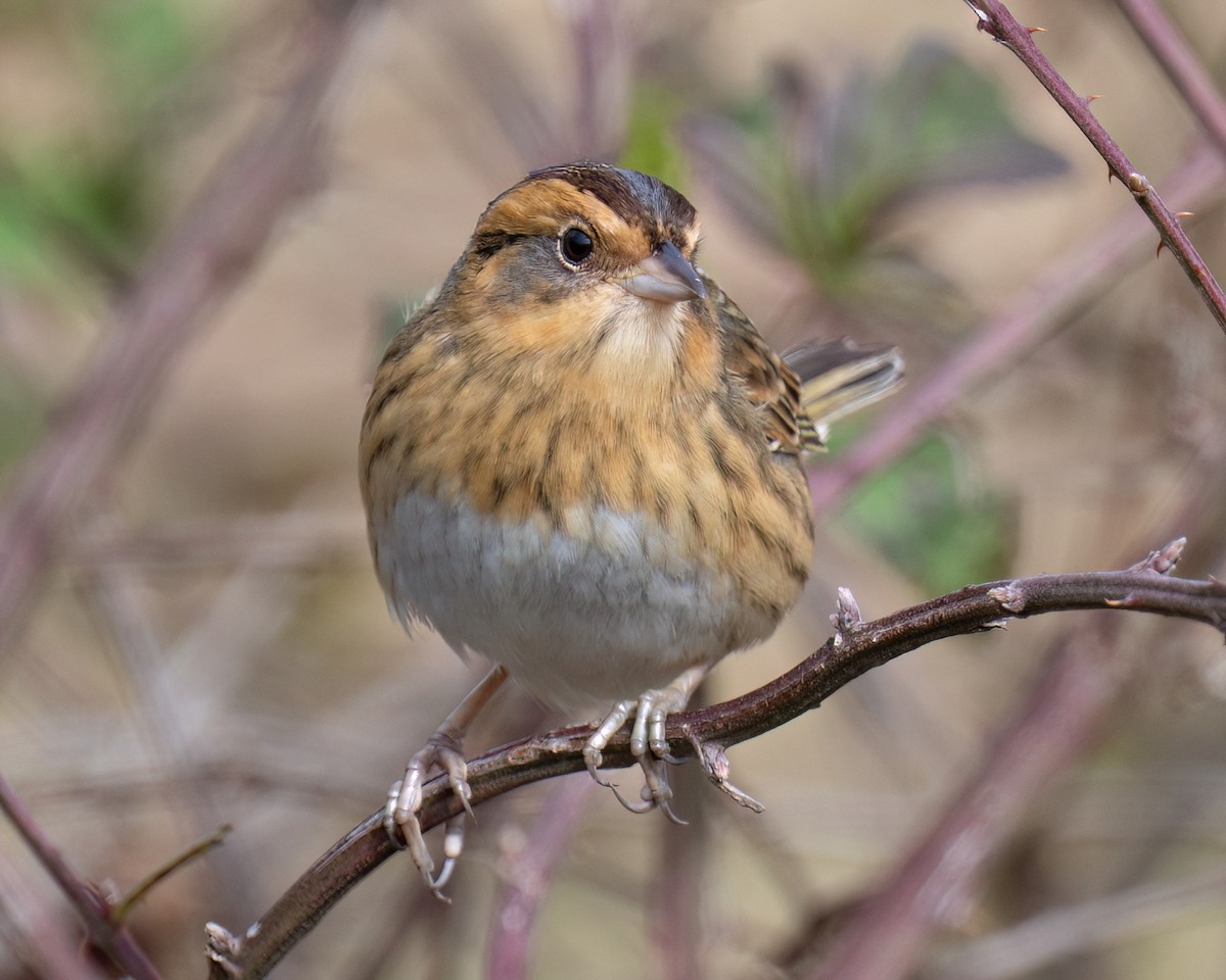 Nelson's Sparrow - ML644456740