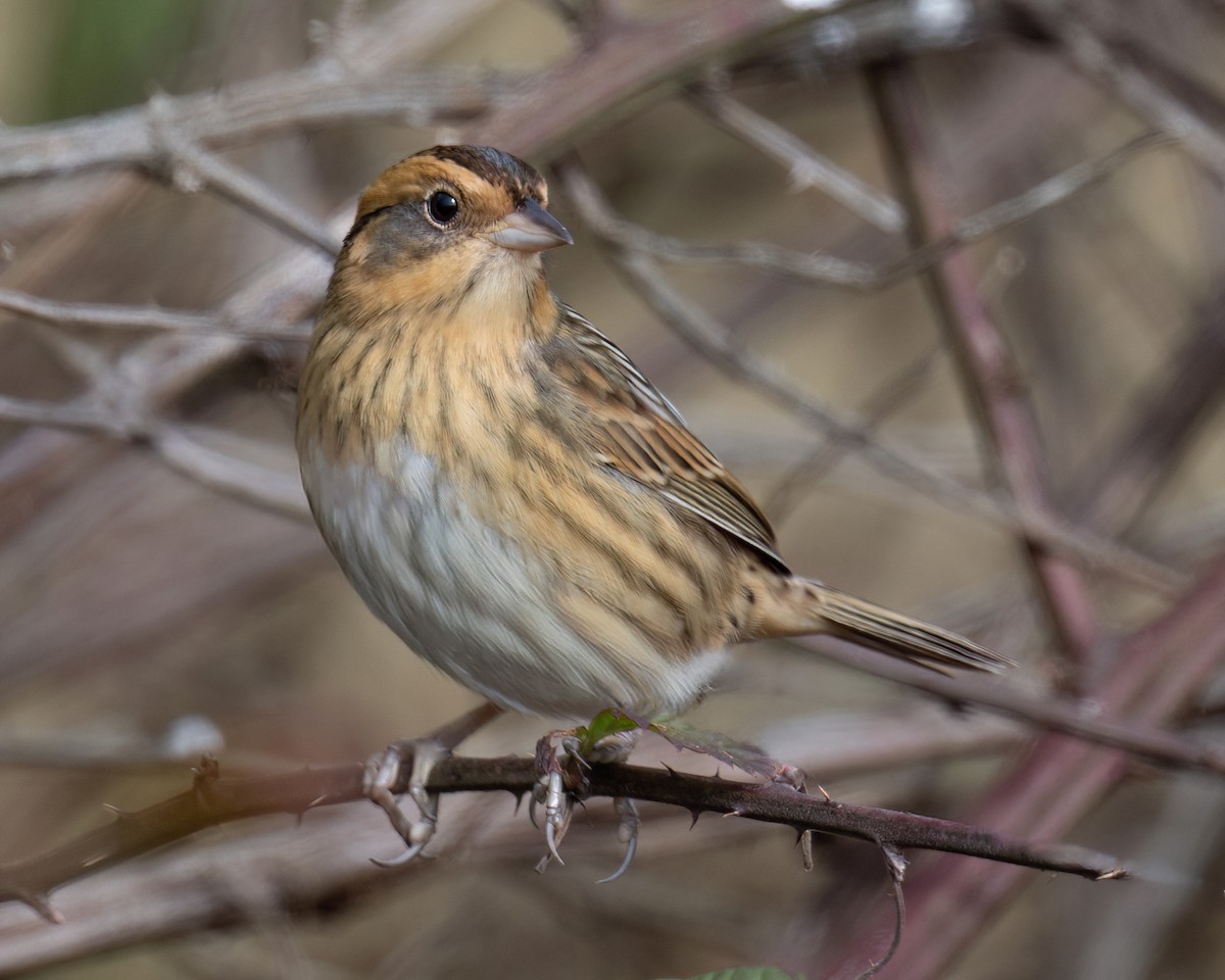 Nelson's Sparrow - ML644456741