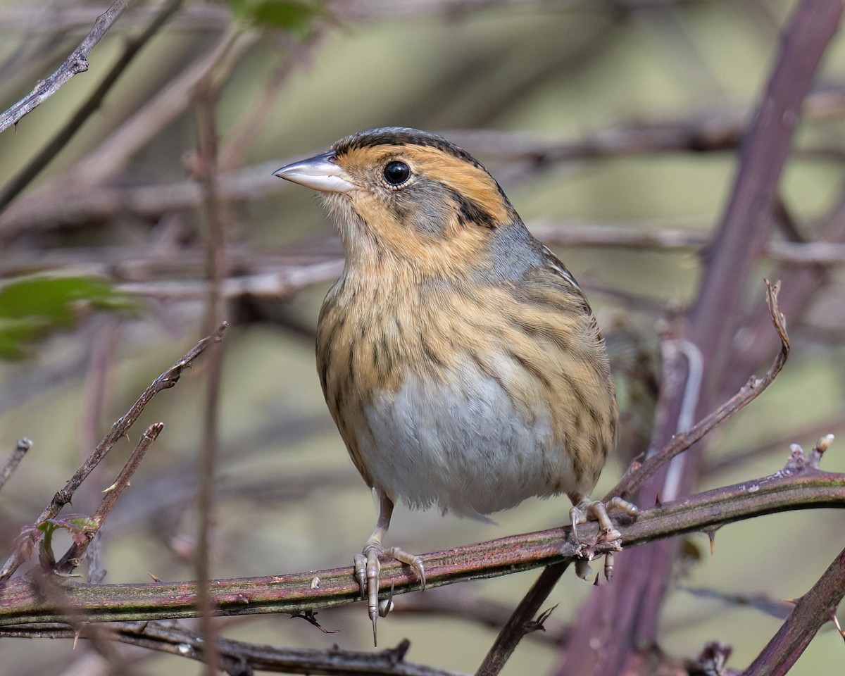 Nelson's Sparrow - ML644456742