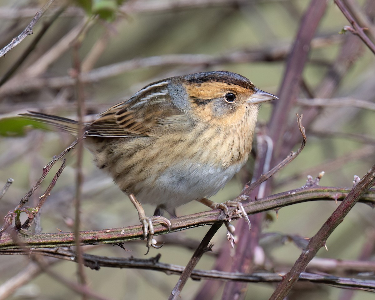 Nelson's Sparrow - ML644456743