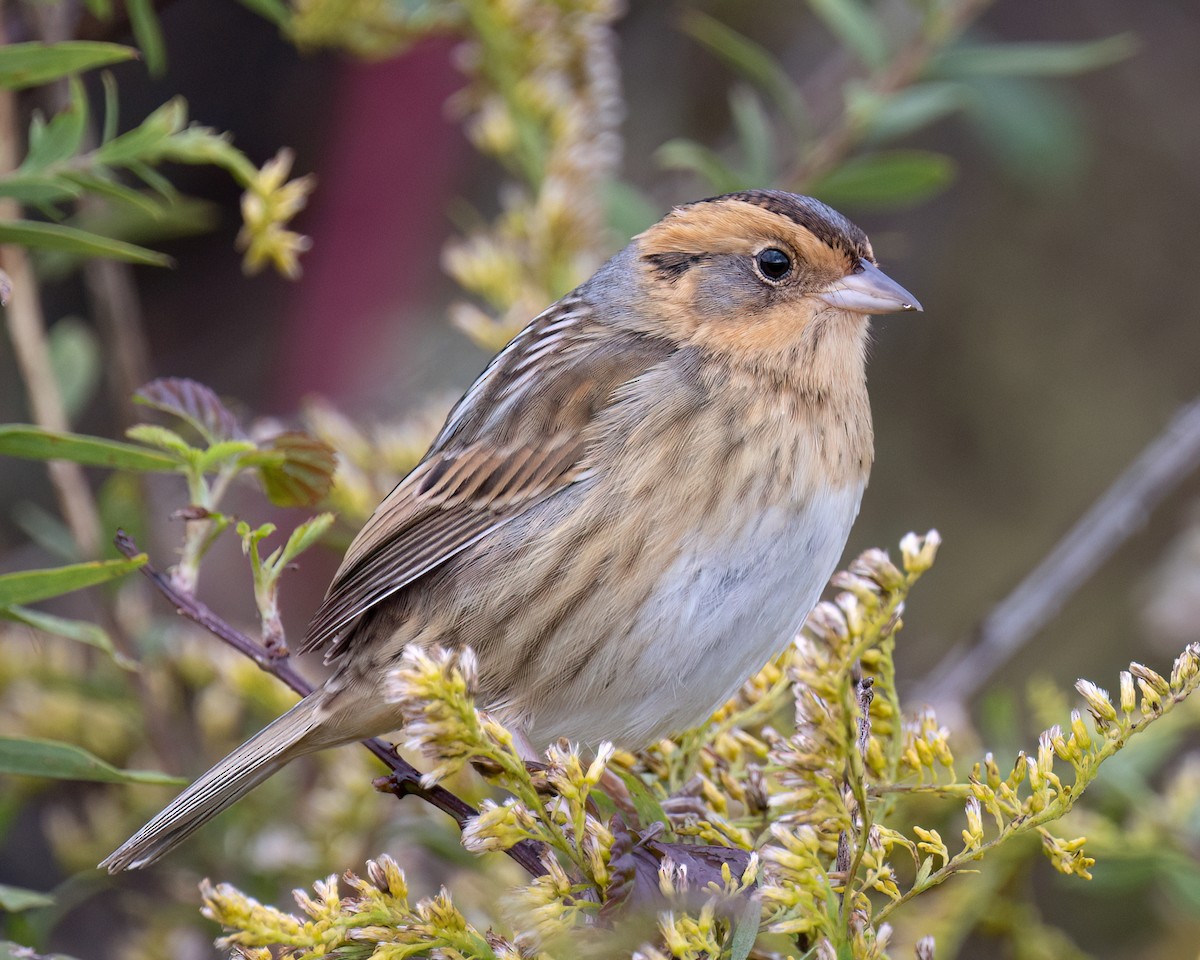 Nelson's Sparrow - ML644456744