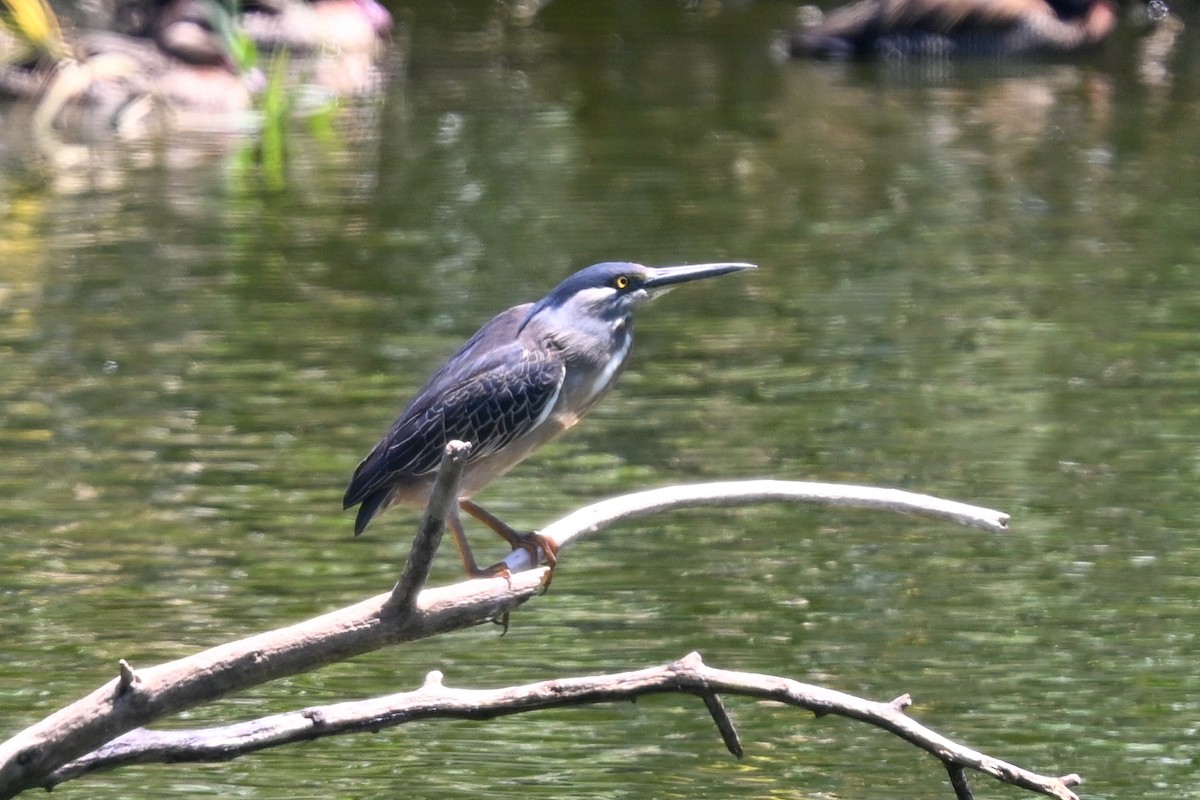 volavka malá - ML644456745