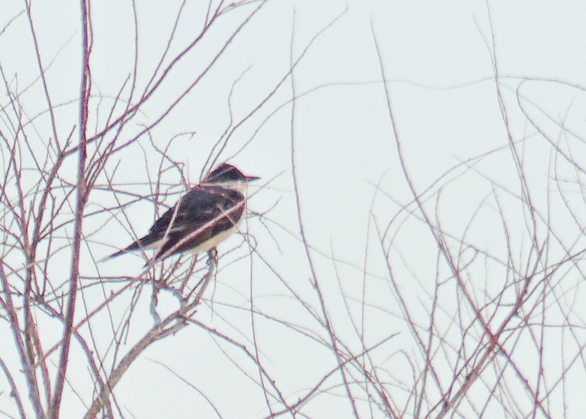 Eastern Kingbird - ML644456746