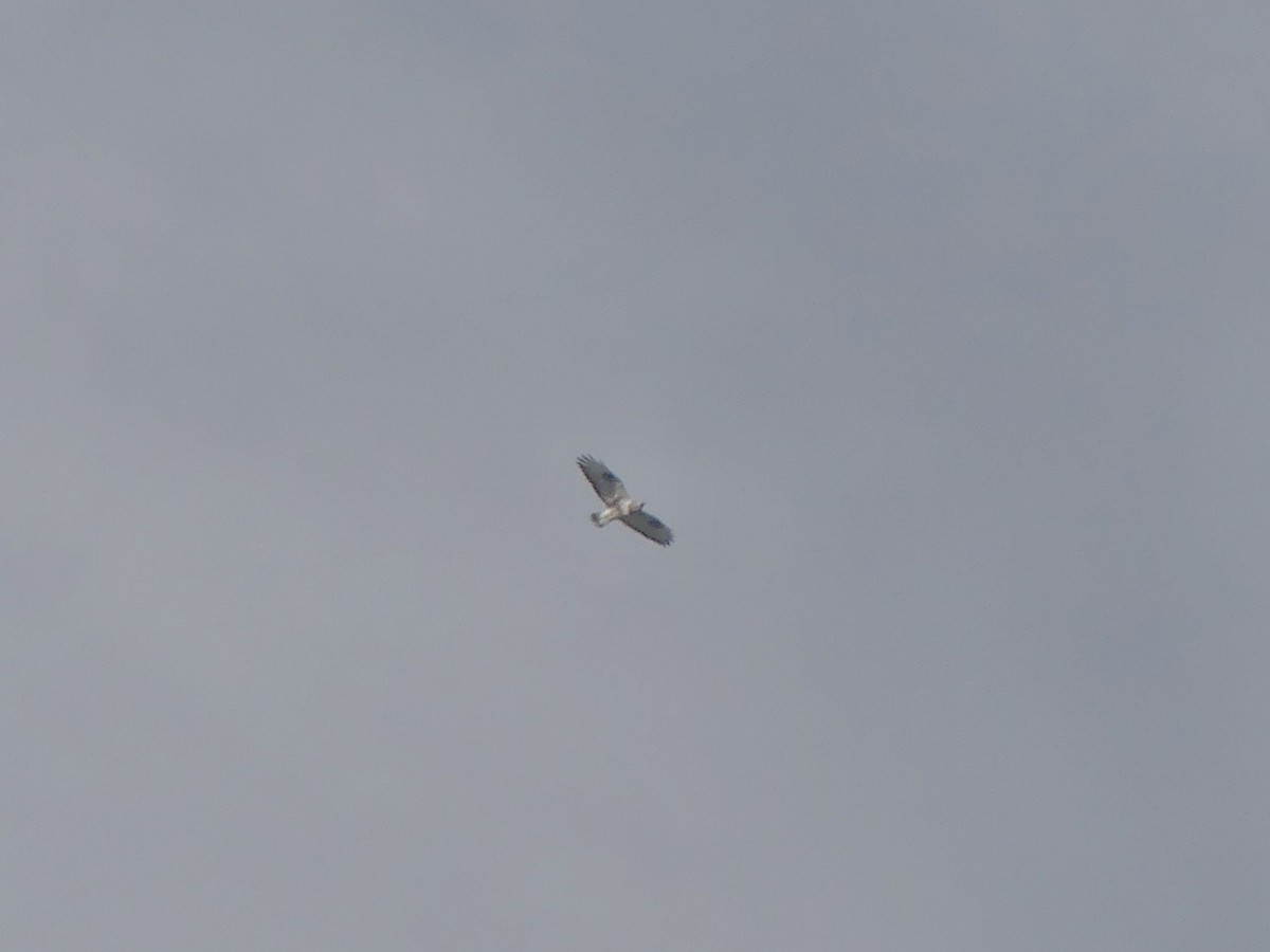 Rough-legged Hawk - ML644456748