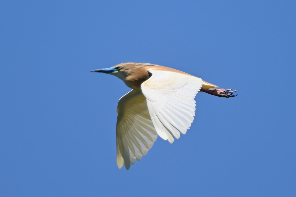 volavka vlasatá - ML644456752