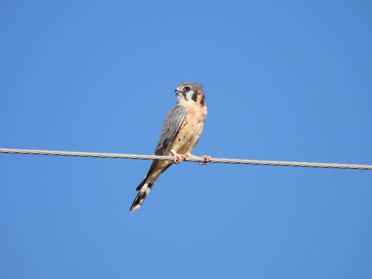American Kestrel - ML644456756