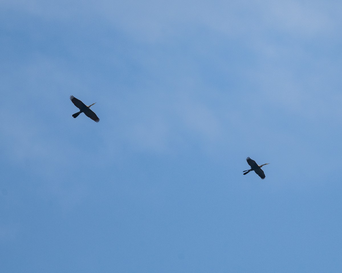 Oriental Darter - ML644456759