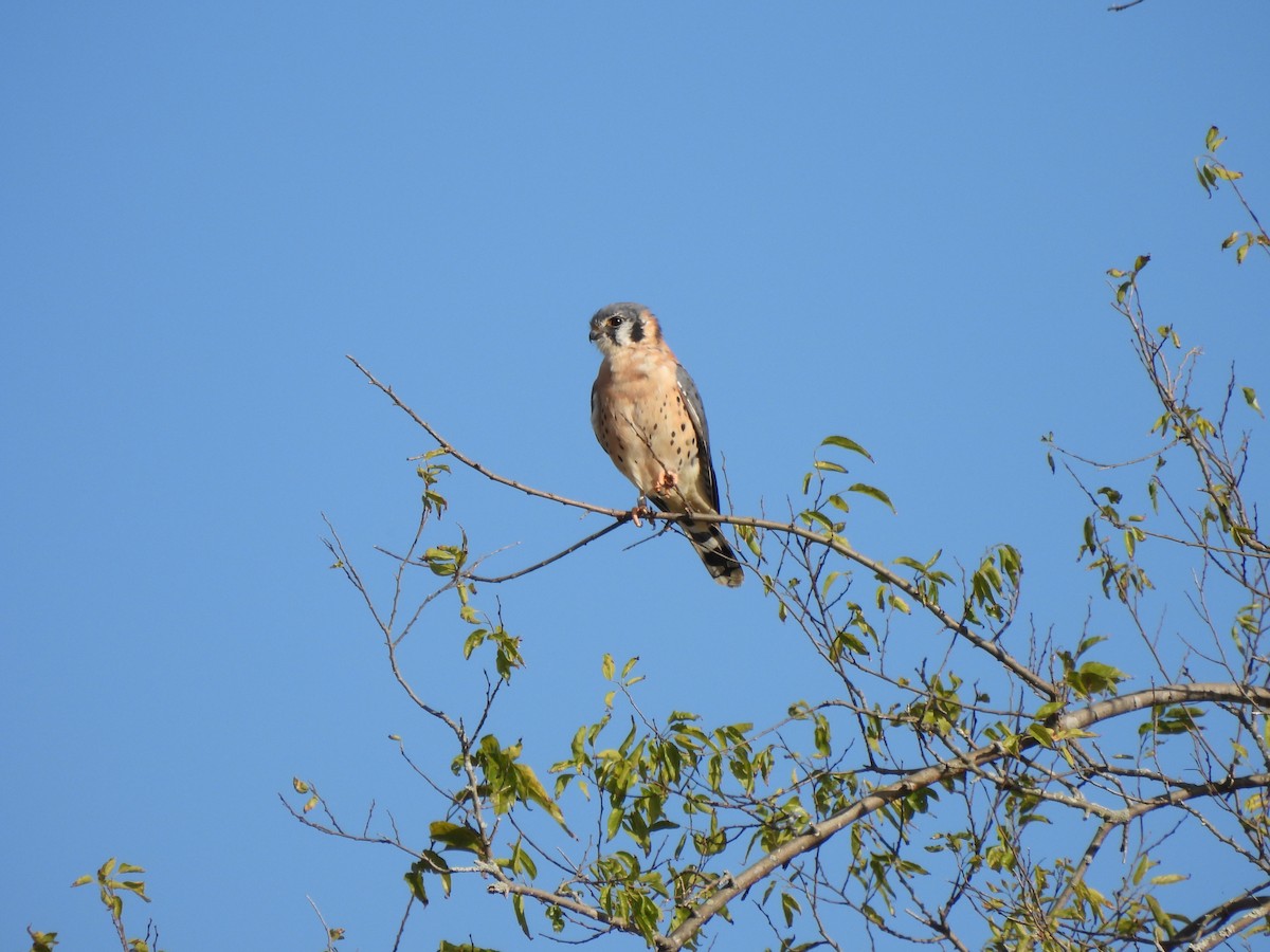 American Kestrel - ML644456760