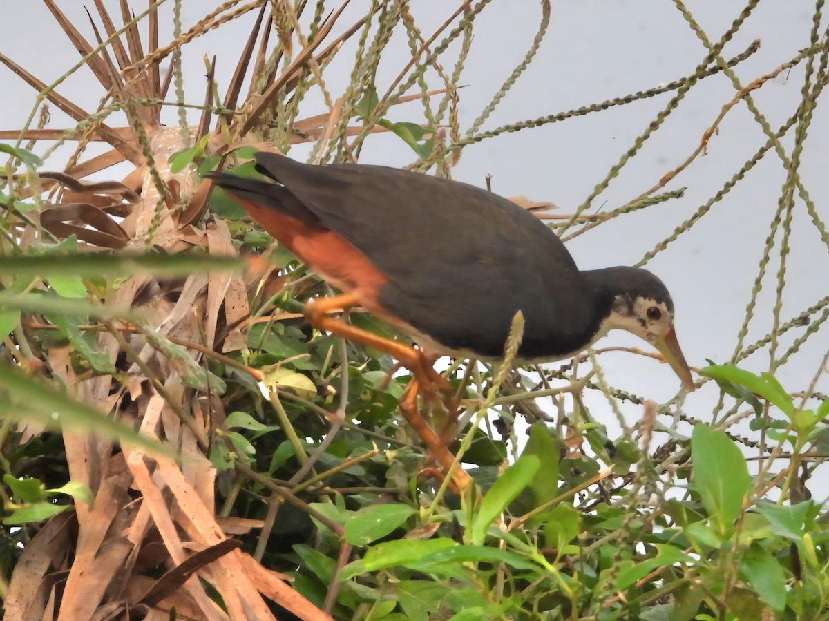 White-breasted Waterhen - ML644456761
