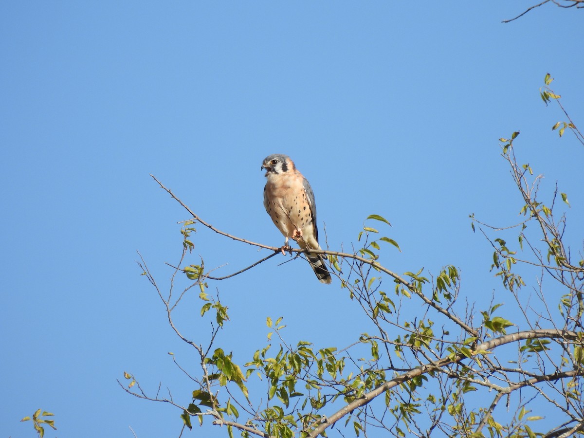 American Kestrel - ML644456762