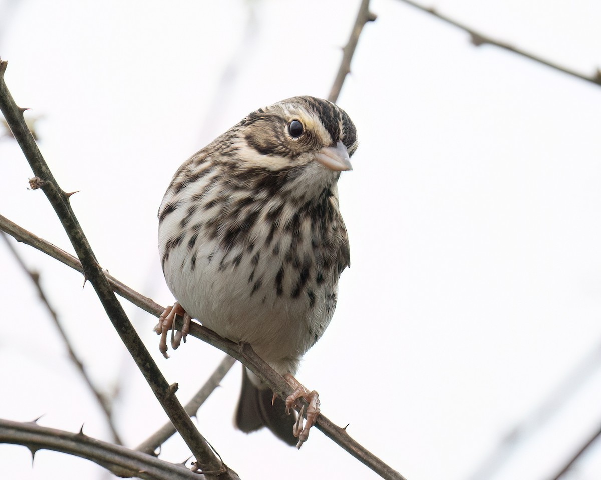 Savannah Sparrow - ML644456763