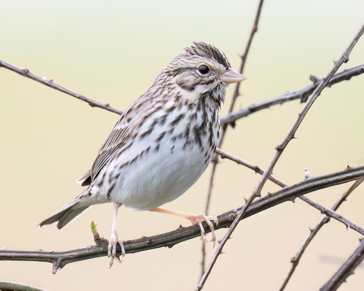 Savannah Sparrow - ML644456764