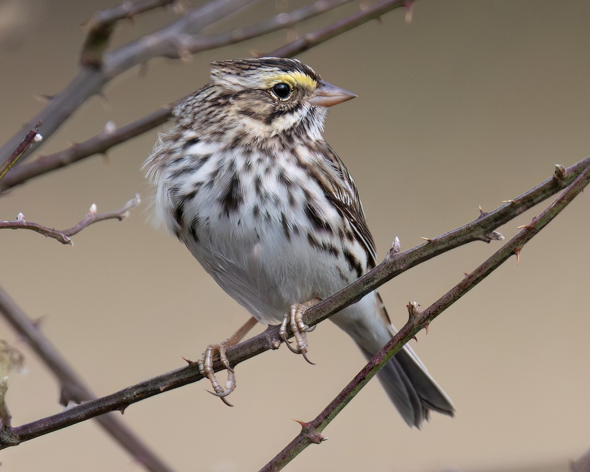 Savannah Sparrow - ML644456765
