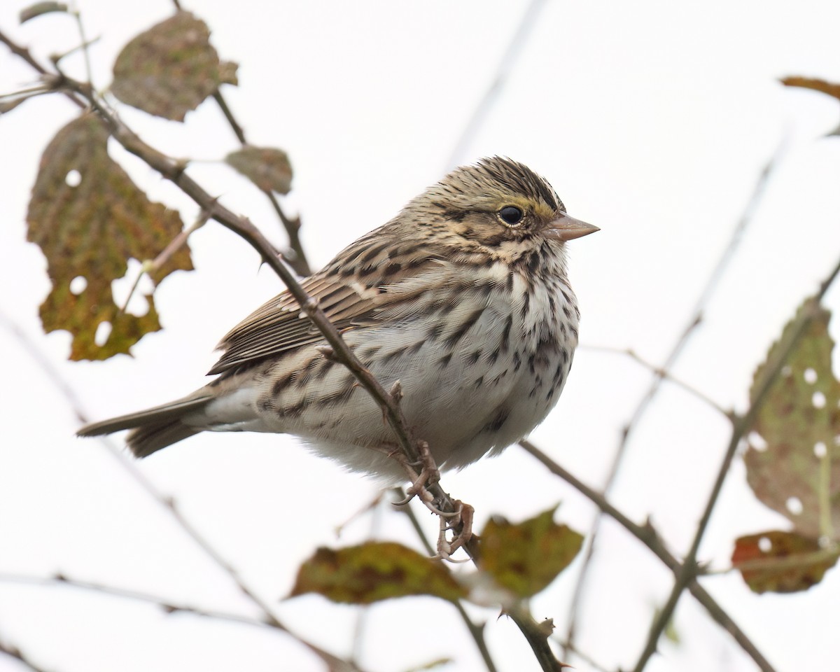 Savannah Sparrow - ML644456766