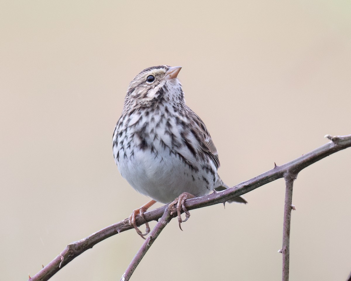 Savannah Sparrow - ML644456767